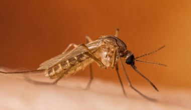 Valley’s first human cases of West Nile virus in 2026 arise in Tulare, Kings and Fresno counties