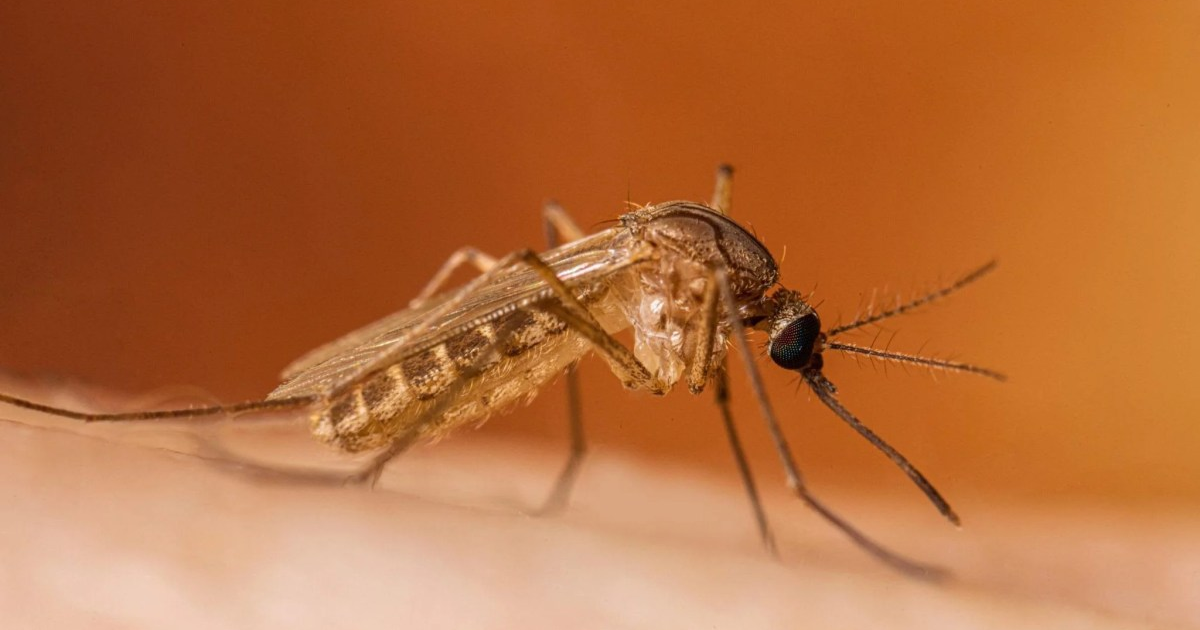 Valley’s first human cases of West Nile virus in 2026 arise in Tulare, Kings and Fresno counties