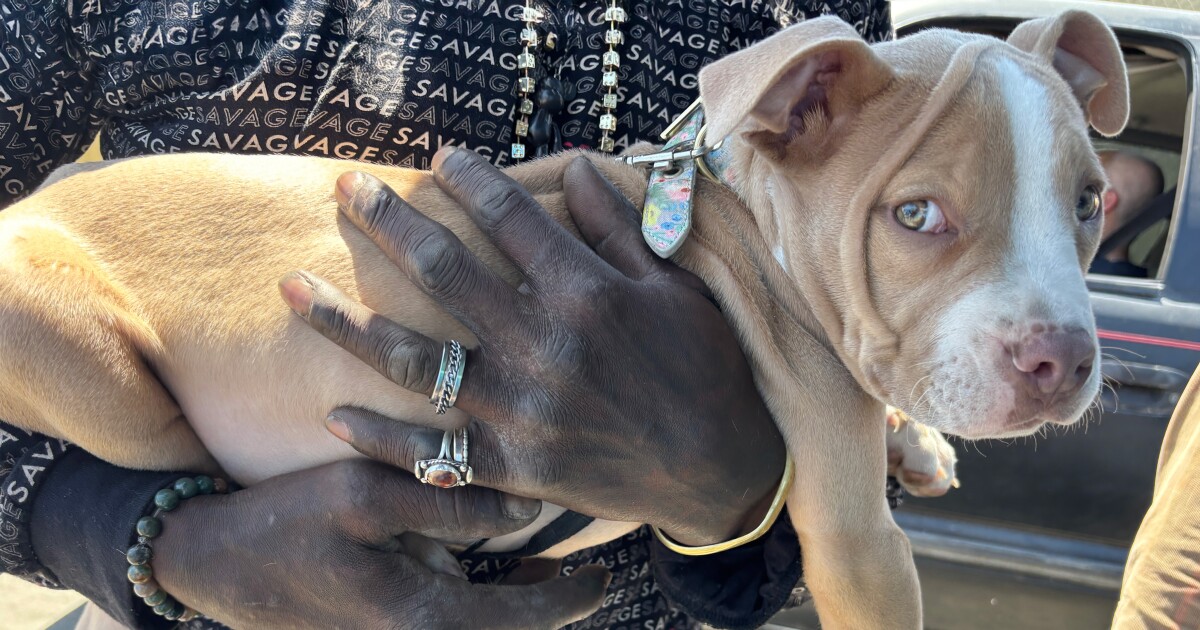 In Oakland, one nonprofit looks beyond the dog days
