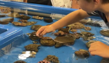 Shark Lab’s monitoring system could shut down due to budget cuts