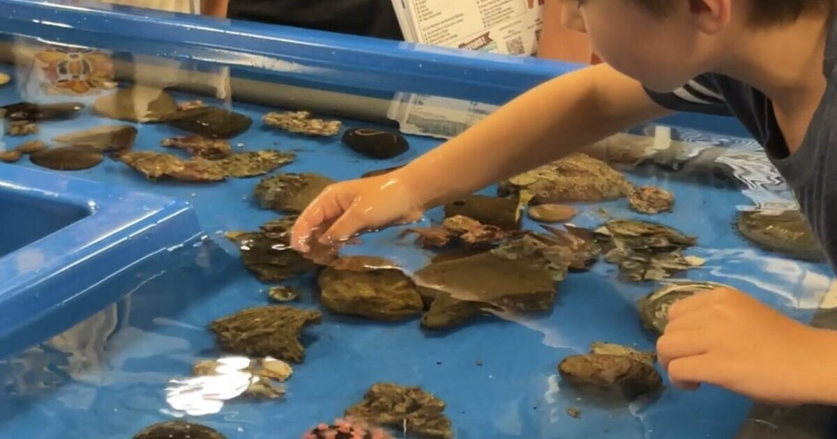 Shark Lab’s monitoring system could shut down due to budget cuts