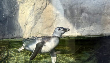 For first time in 8 years, baby penguin debuts at Aquarium of the Pacific in Long Beach
