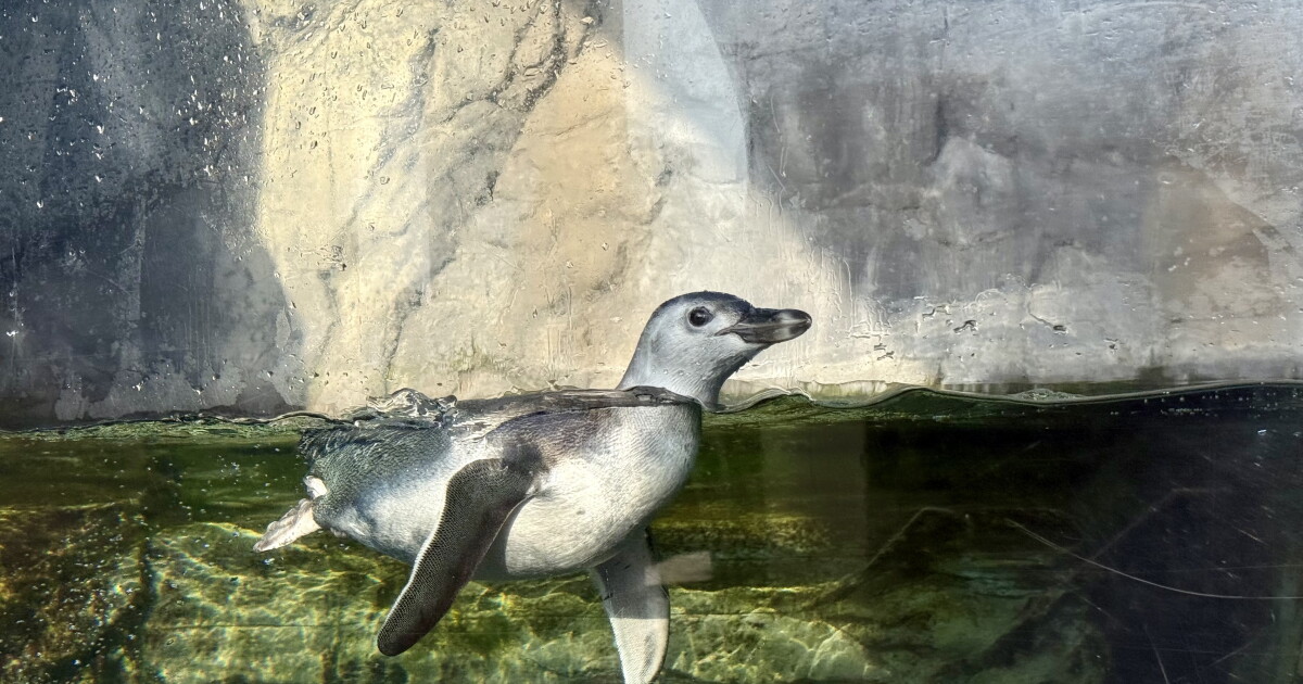 For first time in 8 years, baby penguin debuts at Aquarium of the Pacific in Long Beach