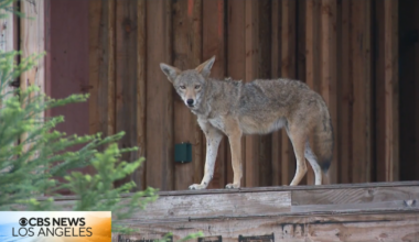 West Hollywood wants ‘coyote condo’ owner to take immediate action