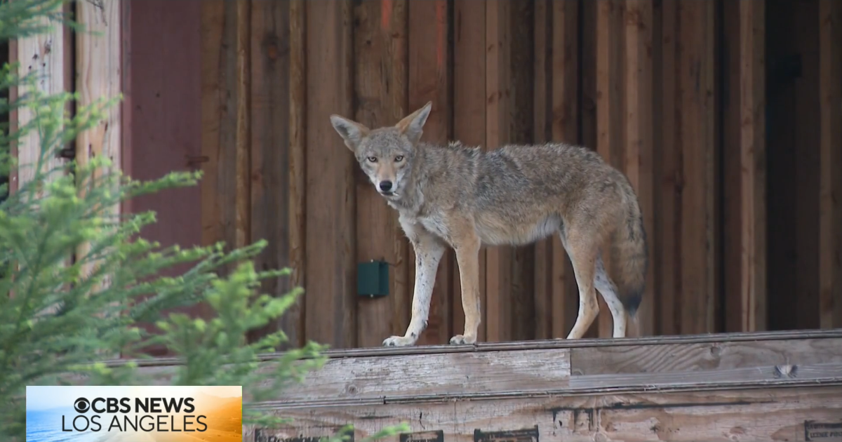 West Hollywood wants ‘coyote condo’ owner to take immediate action