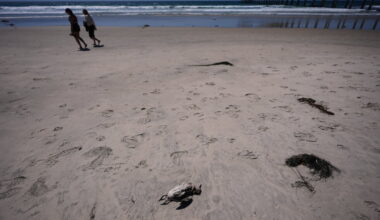 Some seabirds off California are starving to death amid marine heat wave