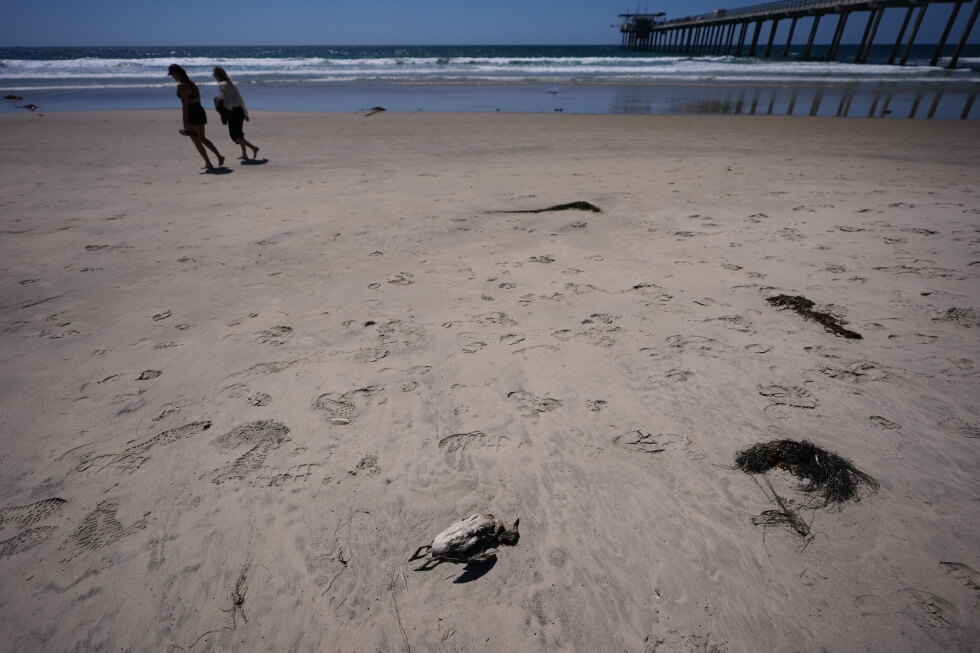 Some seabirds off California are starving to death amid marine heat wave