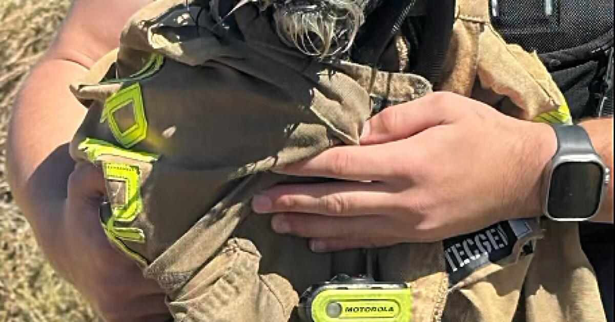 Watch: Firefighters rescue missing dog from San Francisco Bay