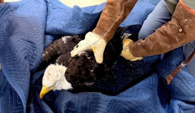 Rescued eagle Jackie in critical condition as she battles anemia, inflammation