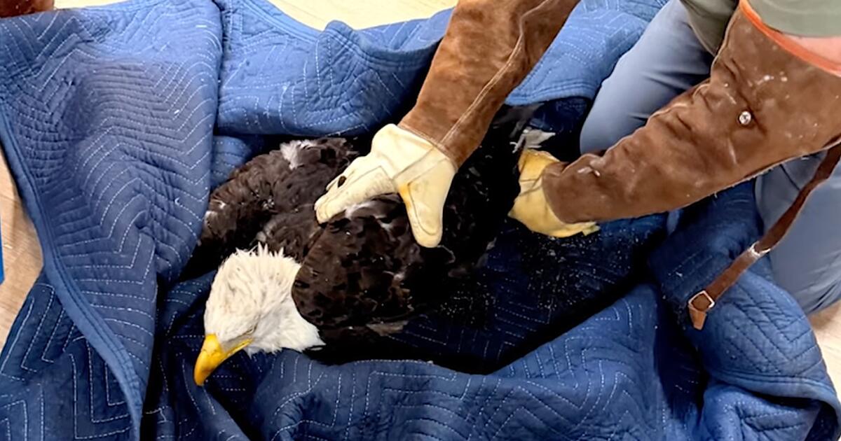 Rescued eagle Jackie in critical condition as she battles anemia, inflammation