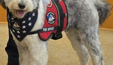 Oro joins Laguna Beach fire department as peer support dog