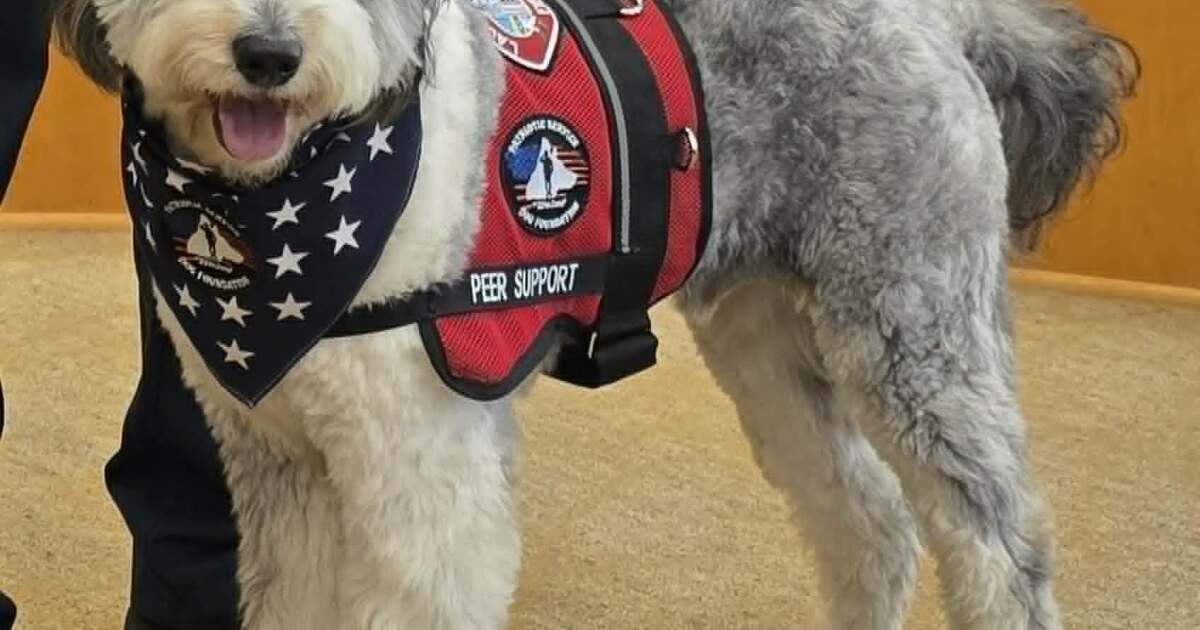 Oro joins Laguna Beach fire department as peer support dog