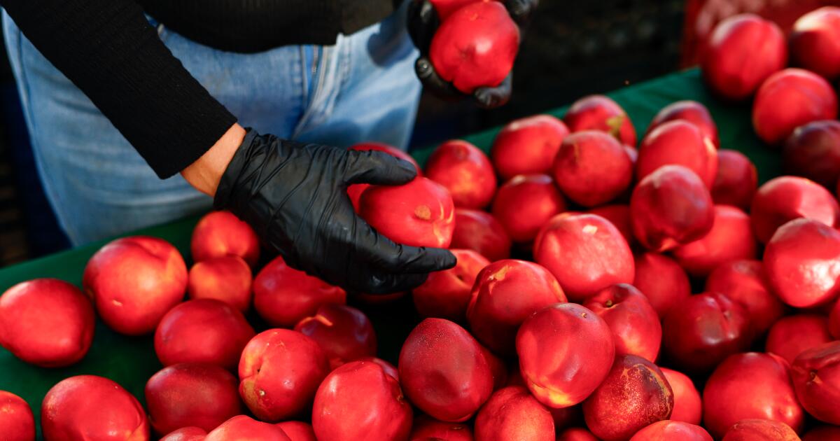 After a wet, hot winter, summer fruit trees in SoCal are suffering