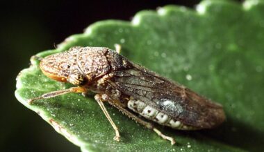 Costco asks CA customers to isolate plants with invasive insect — again