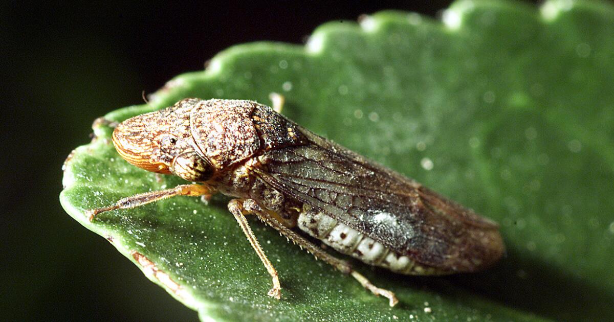 Costco asks CA customers to isolate plants with invasive insect — again