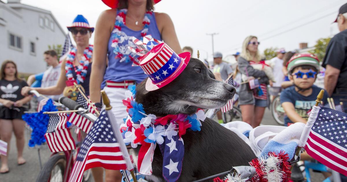 Is your pet afraid of fireworks? How to keep them safe for the Fourth