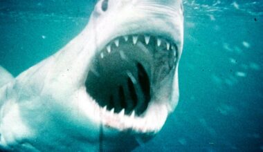 'Jaws' is the movie of the Fourth of July, plus the week's best films
