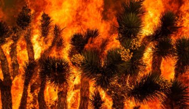 Extreme heat raises fears of fast-moving wildfires