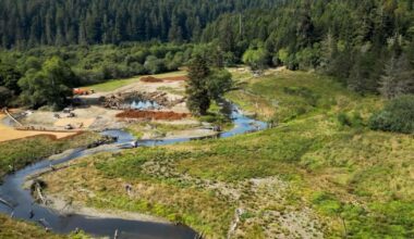 California redwoods gateway is returned to Indigenous tribe. 'That's healing our people too'