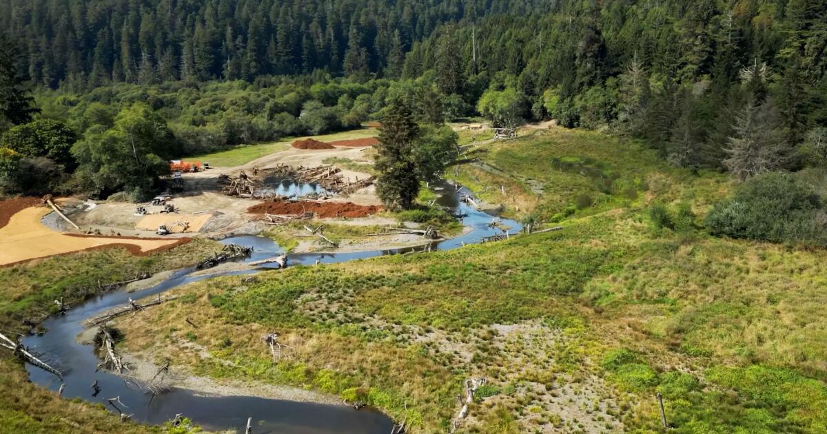 California redwoods gateway is returned to Indigenous tribe. 'That's healing our people too'