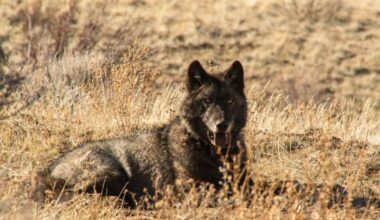 California wolves eat much more cattle than wild prey, study finds