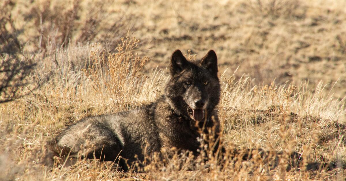California wolves eat much more cattle than wild prey, study finds