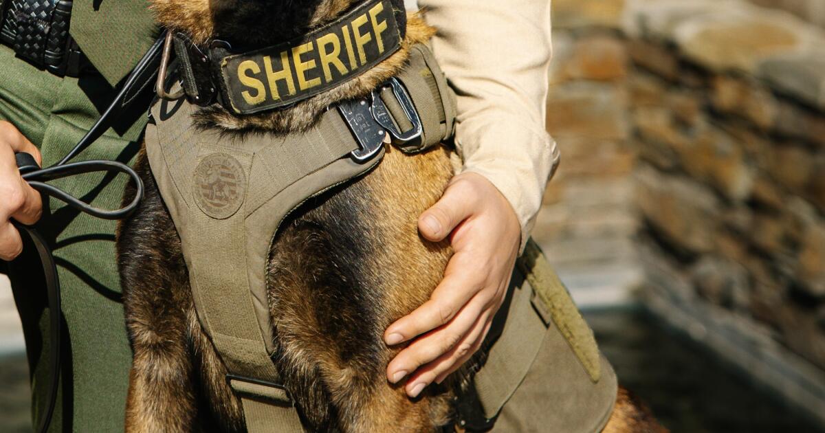 K-9 dies in suspected hit-and-run after fireworks scare in California