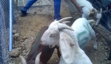 They gathered to celebrate a Muslim holiday. Then an animal rights group found their event