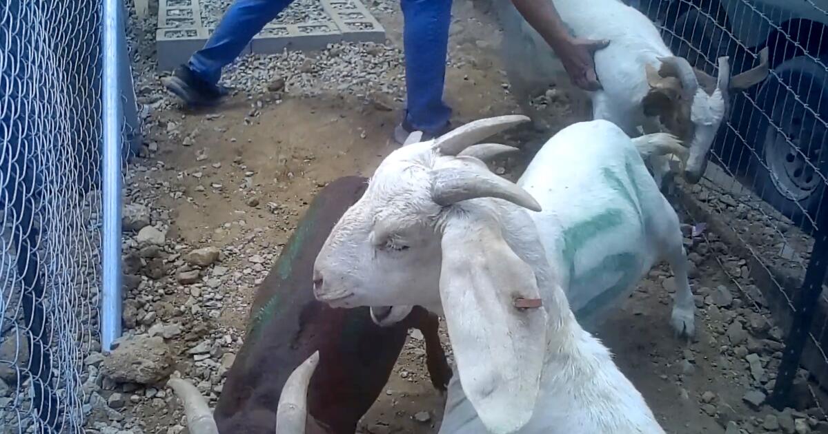 They gathered to celebrate a Muslim holiday. Then an animal rights group found their event