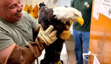 Still in critical condition, Big Bear eagle Jackie gets life-saving blood transfusion