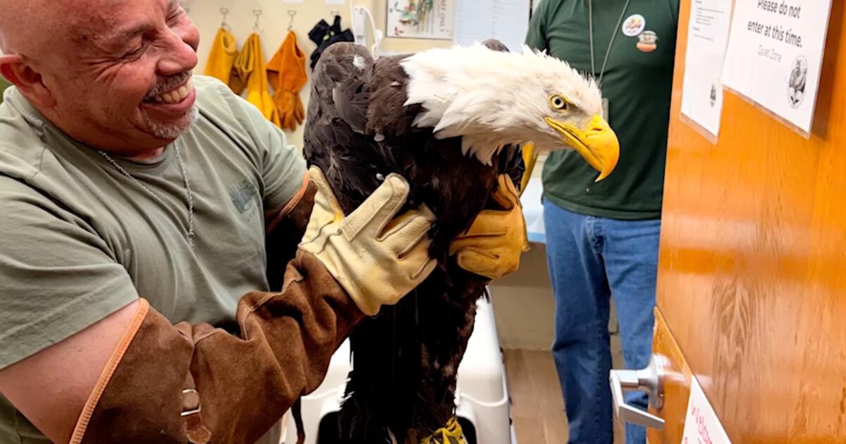 Still in critical condition, Big Bear eagle Jackie gets life-saving blood transfusion