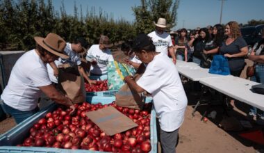 Fresno County farmer gives away 182,000 pounds of nectarines for free