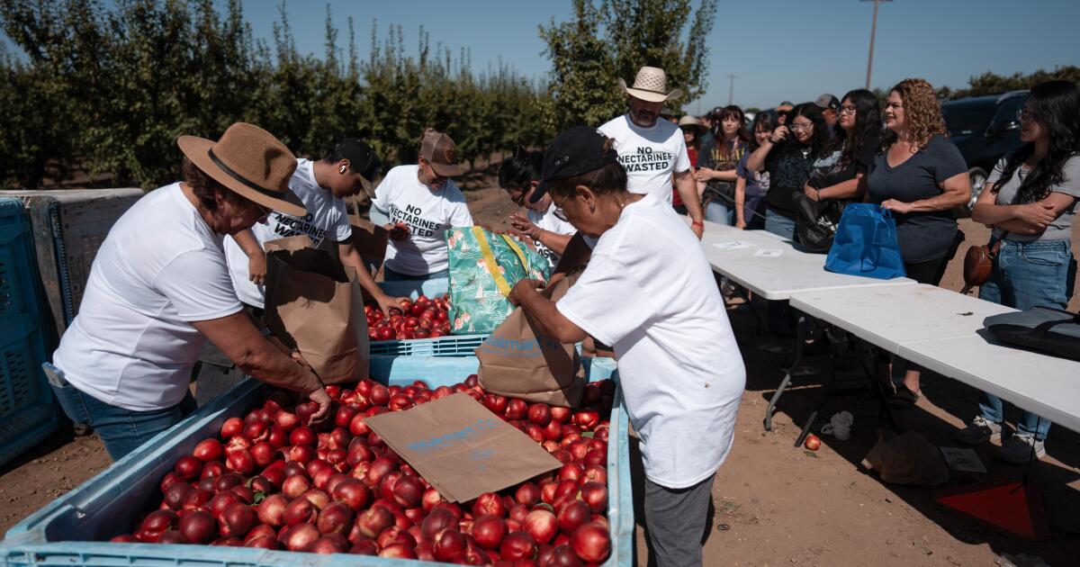 Fresno County farmer gives away 182,000 pounds of nectarines for free