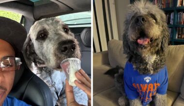 L.A. sued over police shooting of dog wearing Knicks T-shirt