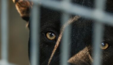 California bill seeks to get abused animals out of shelters