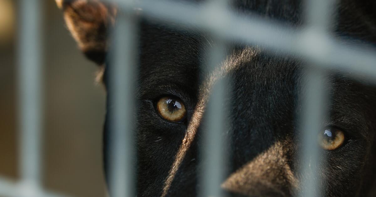 California bill seeks to get abused animals out of shelters