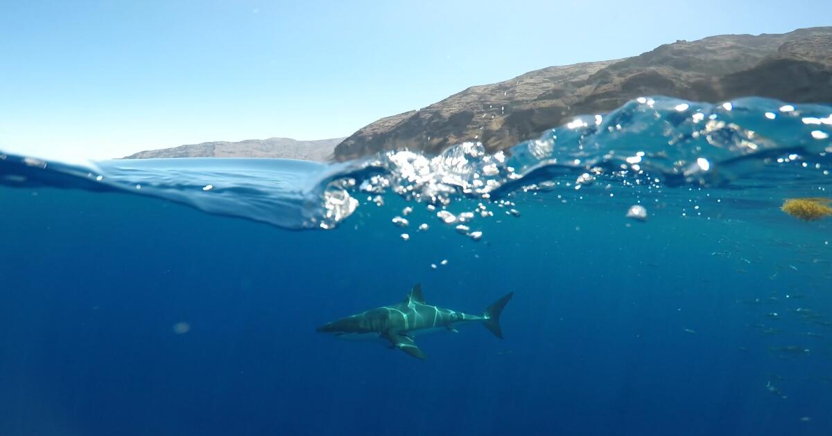 Sharks can hear swimmers and surfers way before they smell or see them