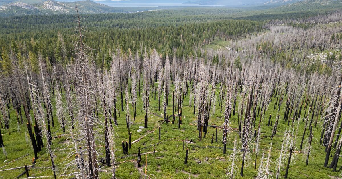 Should we spray burn scars with glyphosate? Californians reckon with grim reality