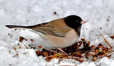 Some birds defy overall plunge in numbers