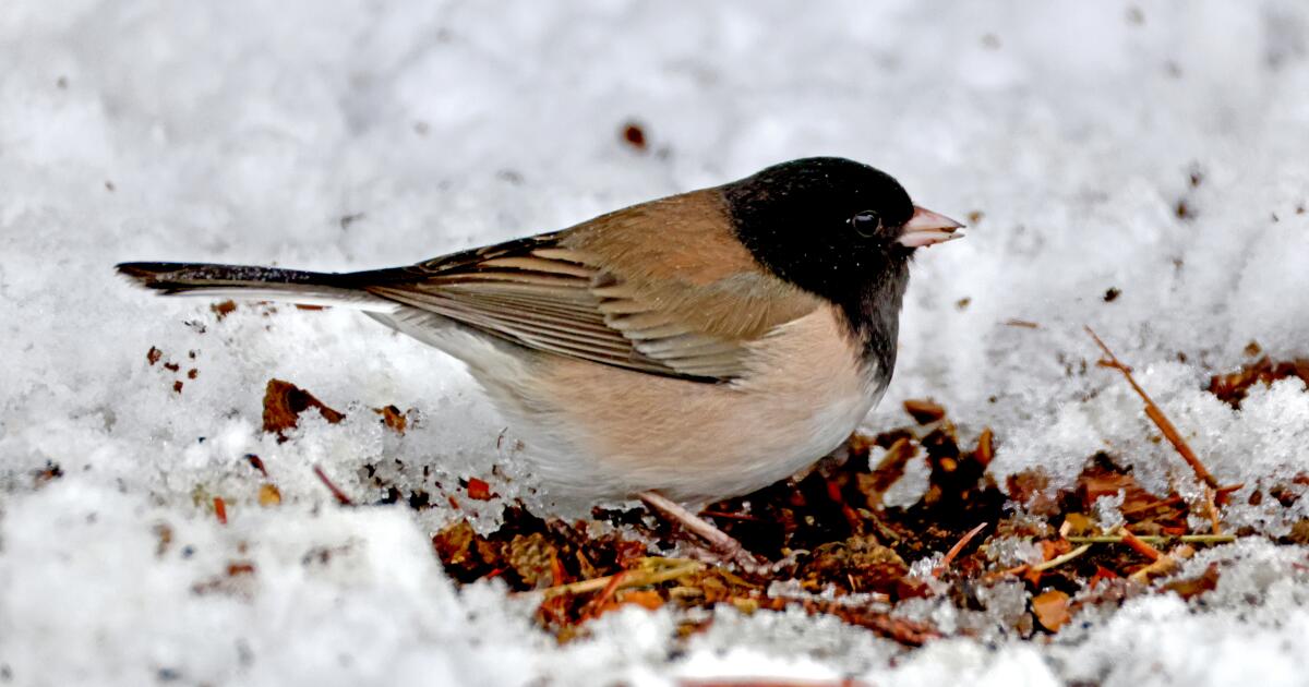 Some birds defy overall plunge in numbers