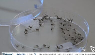 Coastal mosquito activity spikes in San Diego County following recent high tides