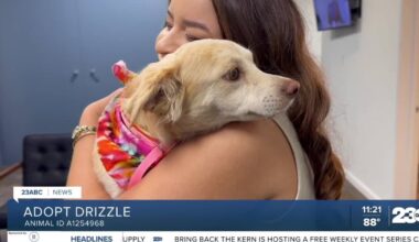 Wag Wednesday: Meet Drizzle from Kern County Animal Services!
