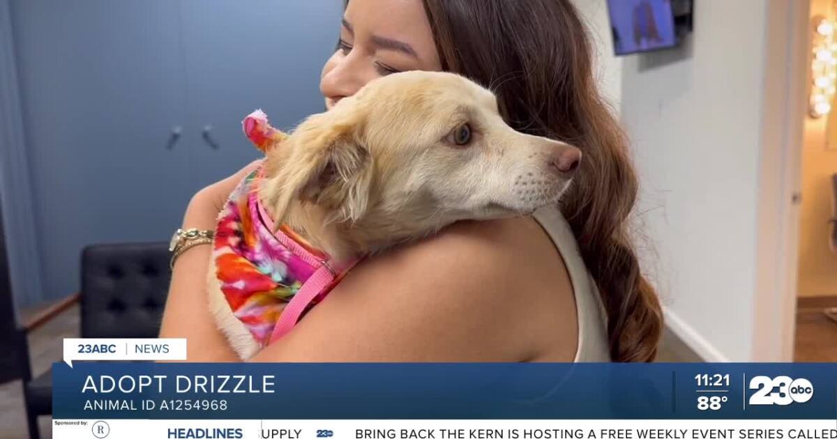 Wag Wednesday: Meet Drizzle from Kern County Animal Services!