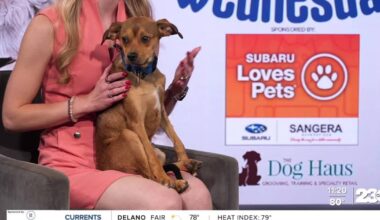 Wag Wednesday: Meet Peanut from Lucky's Crew Animal Rescue!