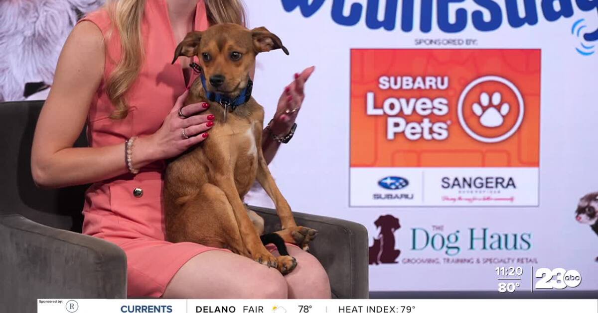 Wag Wednesday: Meet Peanut from Lucky's Crew Animal Rescue!