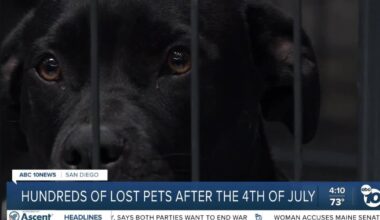 San Diego Humane Society helps reunite lost pets after Fourth of July fireworks