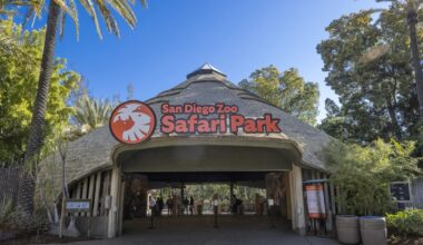 Wild bat found at San Diego Zoo Safari Park tests positive for rabies