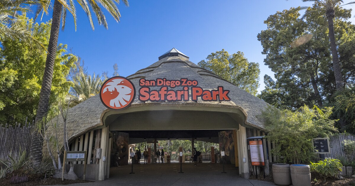 Wild bat found at San Diego Zoo Safari Park tests positive for rabies