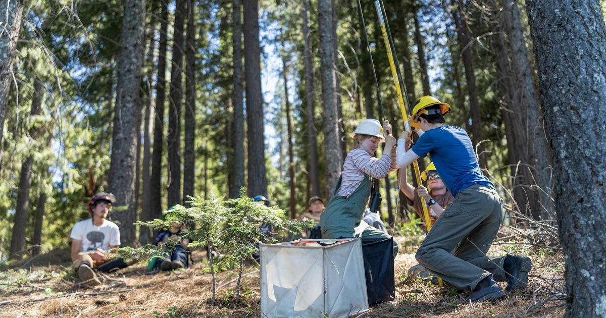 California can’t replant its forests fast enough to keep up with wildfires