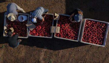 A California farmer is giving away tons of nectarines that he’s not allowed to sell – Butler Eagle